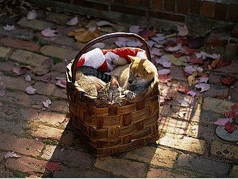 《古惑狼》《小龙斯派罗》开发商宣布独立